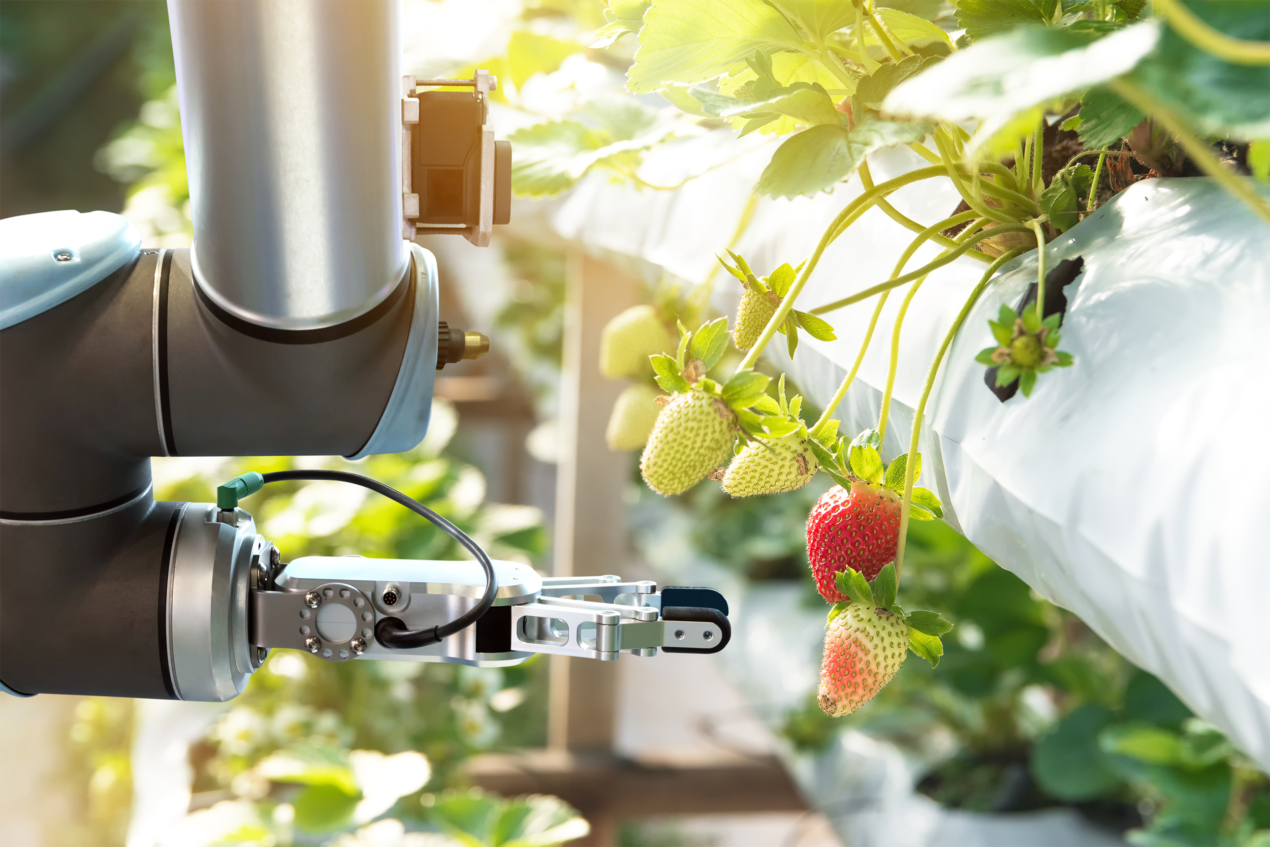 Agriculture technology , artificial intelligence concepts, Farmer use smart farm automation robot assistant image processing for detection weed, spray chemical, replace worker and increase precision